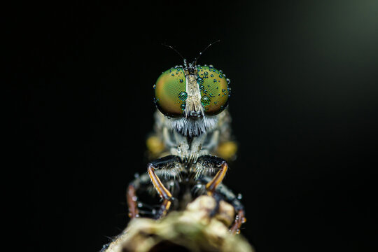 Robber fly covered with dew posing on a branch.