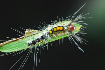 Hairy caterpillar crawling on a green leaf.