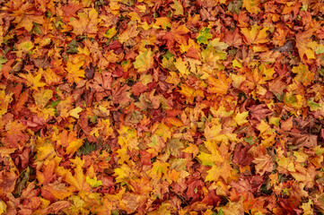 Autumn leaf nature texture. Fall tree maple leaves. Red, yellow and orange color foliage pattern. Top view autumnal backdrop.