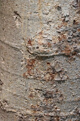 Textured Tree Bark Surface – Perfect for Natural and Rustic Patterns, backdrop,Ideal for Nature and Forest Designs
