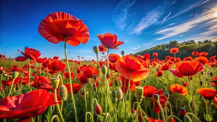 Fototapeta premium A vibrant field of red poppies in bloom under a cloudless blue sky