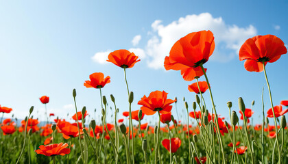 Obraz premium A vibrant field of red poppies in bloom under a cloudless blue sky