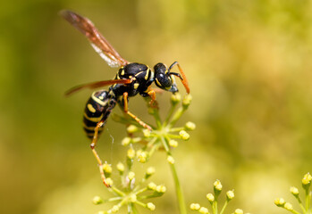 Wasp on a yellow flower. Macro