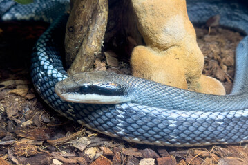 A snake is curled up on the ground next to a tree trunk