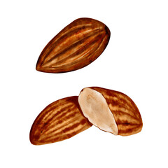 Set of almonds. Isolated nuts. No background. Watercolor illustration. In brown and milky colors.