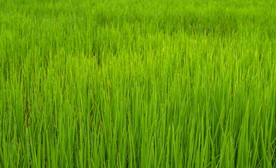 bright green plants, rice plants, natural growth