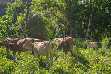 Cows Grazing in Lush Green Forest. A herd of brown cows graze in a lush green forest, surrounded by vibrant vegetation and tall trees.