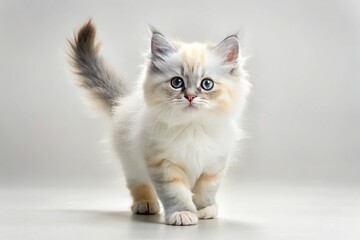 Fluffy White Kitten with Gray Points Walking Across White Background - Adorable Feline Portrait for Pet Lovers and Animal Enthusiasts