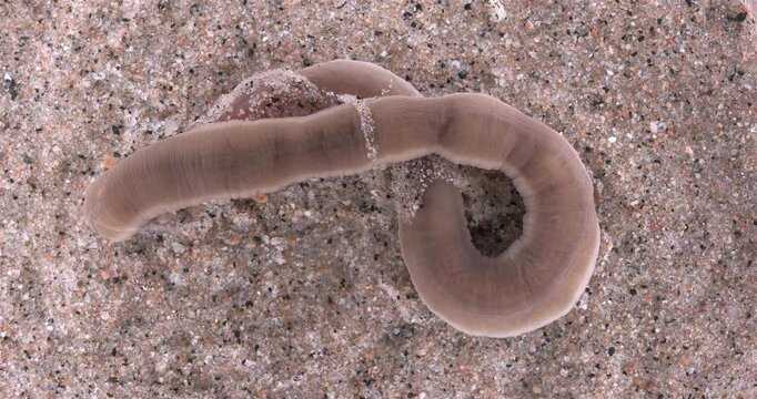 Nemertea worm, genus Cerebratulus sp. close-up, family Lineidae. Predator, feeds on mollusks and small crustaceans... White Sea