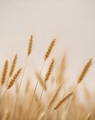 Golden Wheat Stalks Bathed in Warm Sunlight.