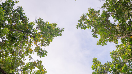 Looking Up at the Sky Through the Leaves. A shot looking up through the branches of a tree at the bright blue sky with a few clouds.
