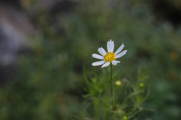 cosmos flower blooming alone in the garden