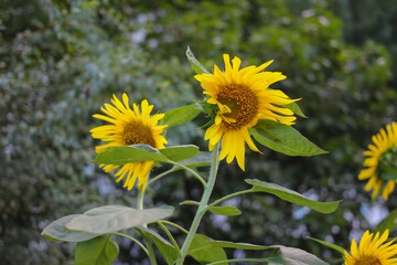 sunflower in the garden nature 