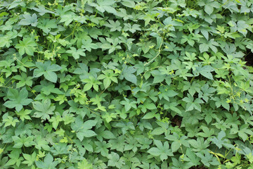 green leaves from the forest and tree dark green