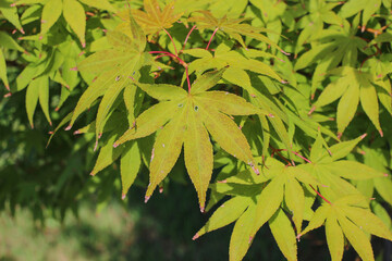 maple leaf close up in early autumn
