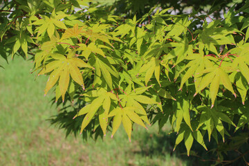 maple leaf close up in early autumn