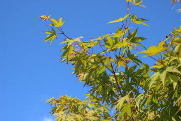 maple leaf close up in early autumn
