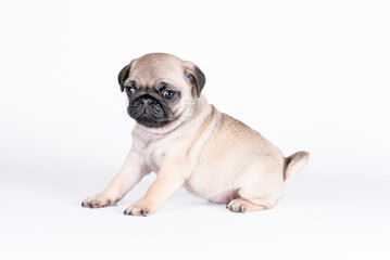 small pug puppy sitting on a white background
