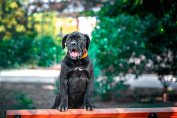 black Cane Corso puppy stands on a wooden bench in the park on a summer evening