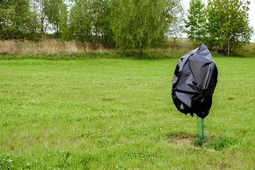 Young seedling tree and its buds are protected from frost with covering material. Protecting the garden from bad weather conditions. The freezing season