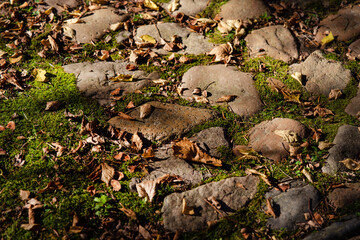 A stone path covered with moss and autumn withered leaves in the sun's rays.