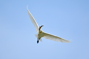 Obraz premium fliegender Löffler // flying common spoonbill (Platalea leucorodia) - Griechenland