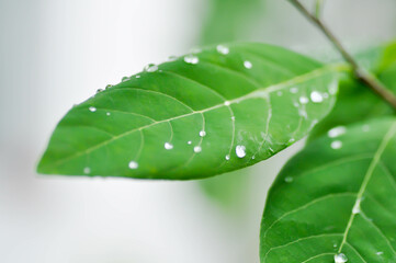 Sugar apple, Sweetsop ,Annona squamosa L or  ANNONACEAE plant with rain drop