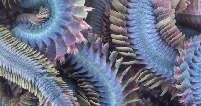 Worm Polychaeta Nereis virens (Alitta virens) from family Nereididae close-up. Many beautiful worms squirm. White Sea