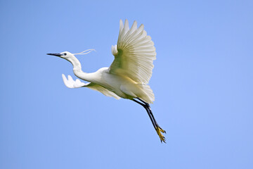 Seidenreiher // Little egret (Egretta garzetta) - Greece