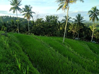 Obraz premium Flower Nature 