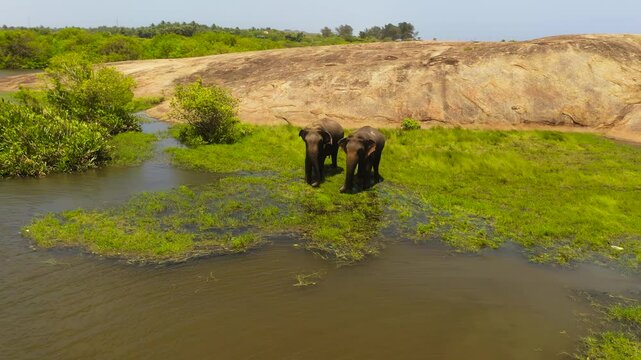 Wild elephants in wetlands feed on grass. Elephants in their natural habitat. Arugam Bay Sri Lanka.