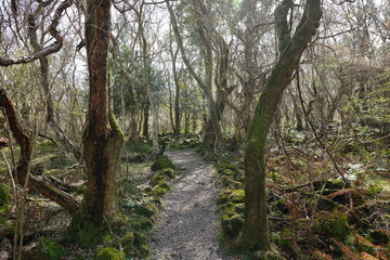 Obraz premium refreshing spring path in the gleaming sunlight