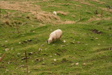 Grazing Sheep in Green Pasture - Peaceful Rural Farm Scene