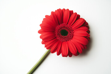 red gerbera flower isolated