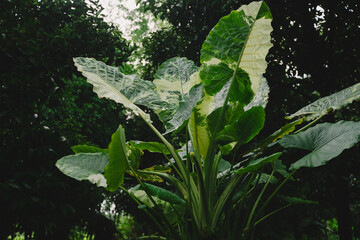In the garden, an isolated Alocasia macrorrhizos stood tall, its striking foliage a vivid testament to tropical nature, showcasing the beauty of resilient plant life.