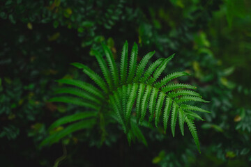In a closeup of the garden, the tropical leaf revealed intricate patterns and rich textures, celebrating nature&rsquo;s vibrant green growth and the beauty of lush foliage.