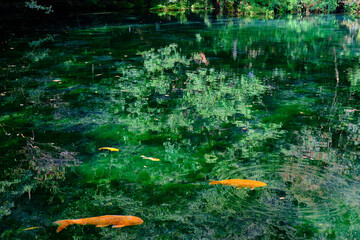 栃木県佐野市　出流原弁天池
