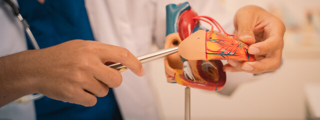 banner background of the cardiology team used a detailed model to explain the anatomy of the heart,...