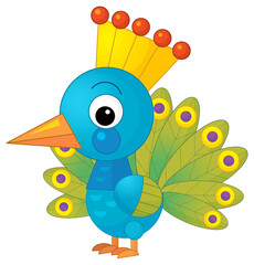 cartoon scene with peacock animal bird stading happy and proud isolated illustration for children
