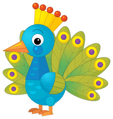 cartoon scene with peacock animal bird stading happy and proud isolated illustration for children