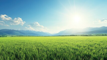 Fototapeta premium Lush Green Field Under Bright Blue Sky