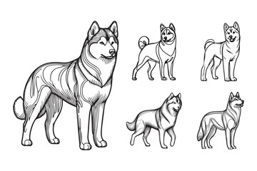 Hand-drawn clipart showcasing a standing Siberian Husky dog