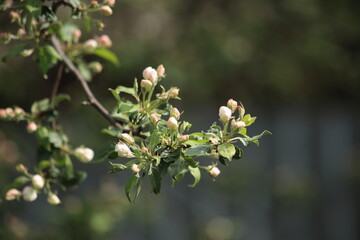 Spring branch of an apple tree with white and pink budding buds and young green leaves. High quality photo