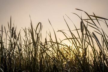 Fog over the swamp, golden light of the dawn sun, European nature. Reeds in a swamp