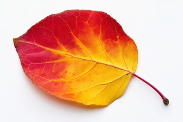 Aspen Leaf. Red Autumn Aspen Leaf Isolated on White Background