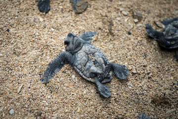 Smiling Baby Turtle Relaxing on its Back - Bali, Indonesia 