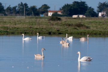 Cygne tuberculé,.Cygnus olor, Mute Swan, region Pays de Loire; marais Breton; 85, Vendée, France