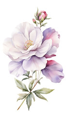 Fototapeta premium Simple and beautiful watercolor Callirho flower on a transparent background