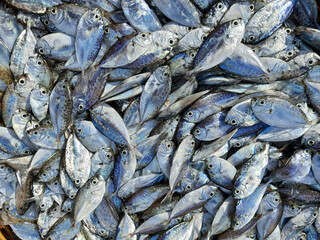 Freshly Caught Maco Fish - Traditional Indonesian Salted Fish or salted scad