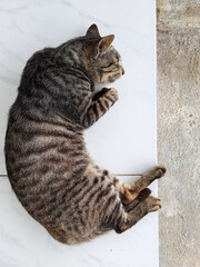 Striped Tabby Cat Sleeping on White Tile Floor